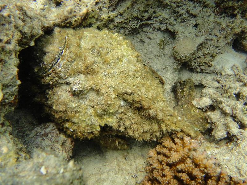 Poisson pierre arabe_01.jpg